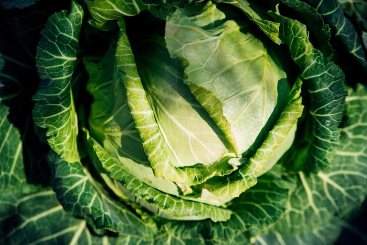 Laitue-légumes-feuilles1