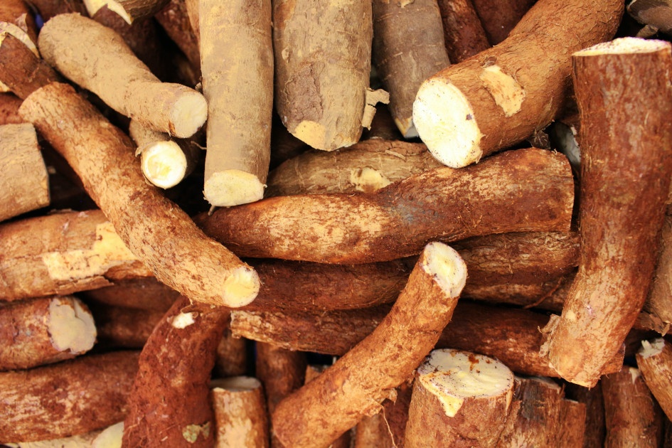 manioc1